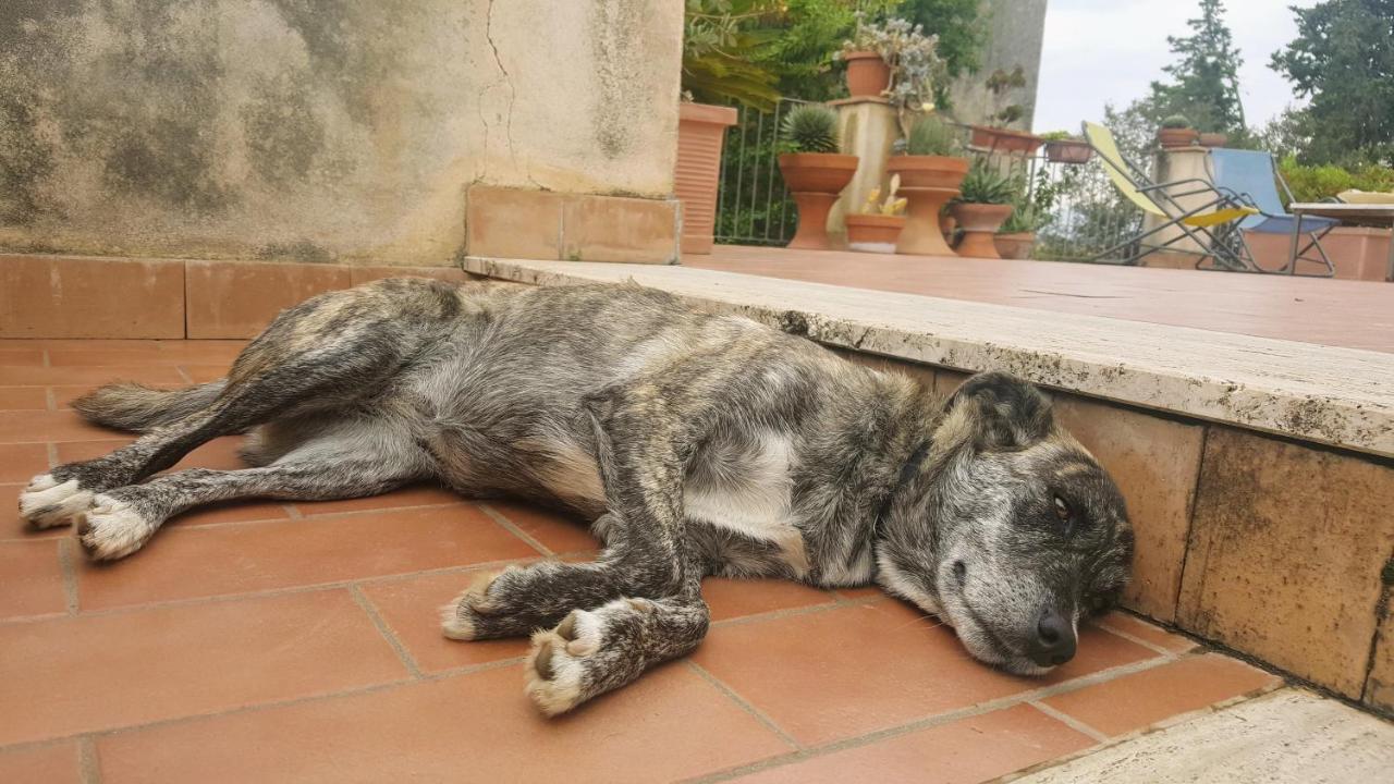 Casa Del Geco Panzió Paestum Kültér fotó